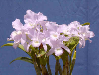 洋蘭.JP カトレア原種 CATTLEYA SPECIES